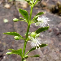 Scoparia dulcis L.